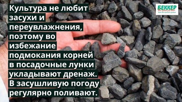 Секреты выращивания клубничной малины (малино-клубники)