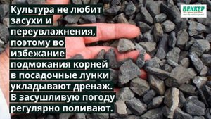 Секреты выращивания клубничной малины (малино-клубники)