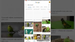 Гифка попугай картинка 4GIFs.com | Русское Царство