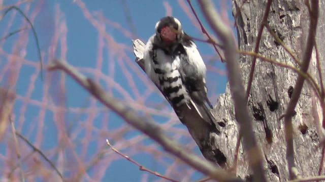 Малый пёстрый дятел долбит по дереву как перфоратор. Дятел токует. Птицы Сибири. смотреть онлайн