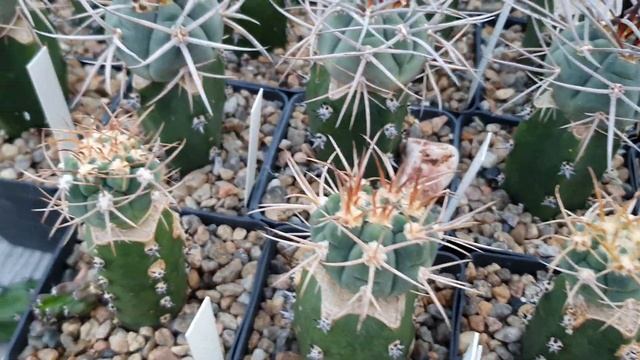 Гимнокалициумы (gymnocalycium) Игоря Сытника, Харьков, сентябрь 2021 смотреть онлайн