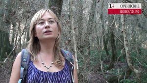 Бабочка огневка съела самшит в Сочи
