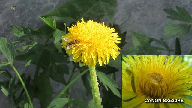 В чем разница - цифровой фотоаппарат или зеркальный. TEST Canon SX530HS vs Nikon D80 смотреть онлайн