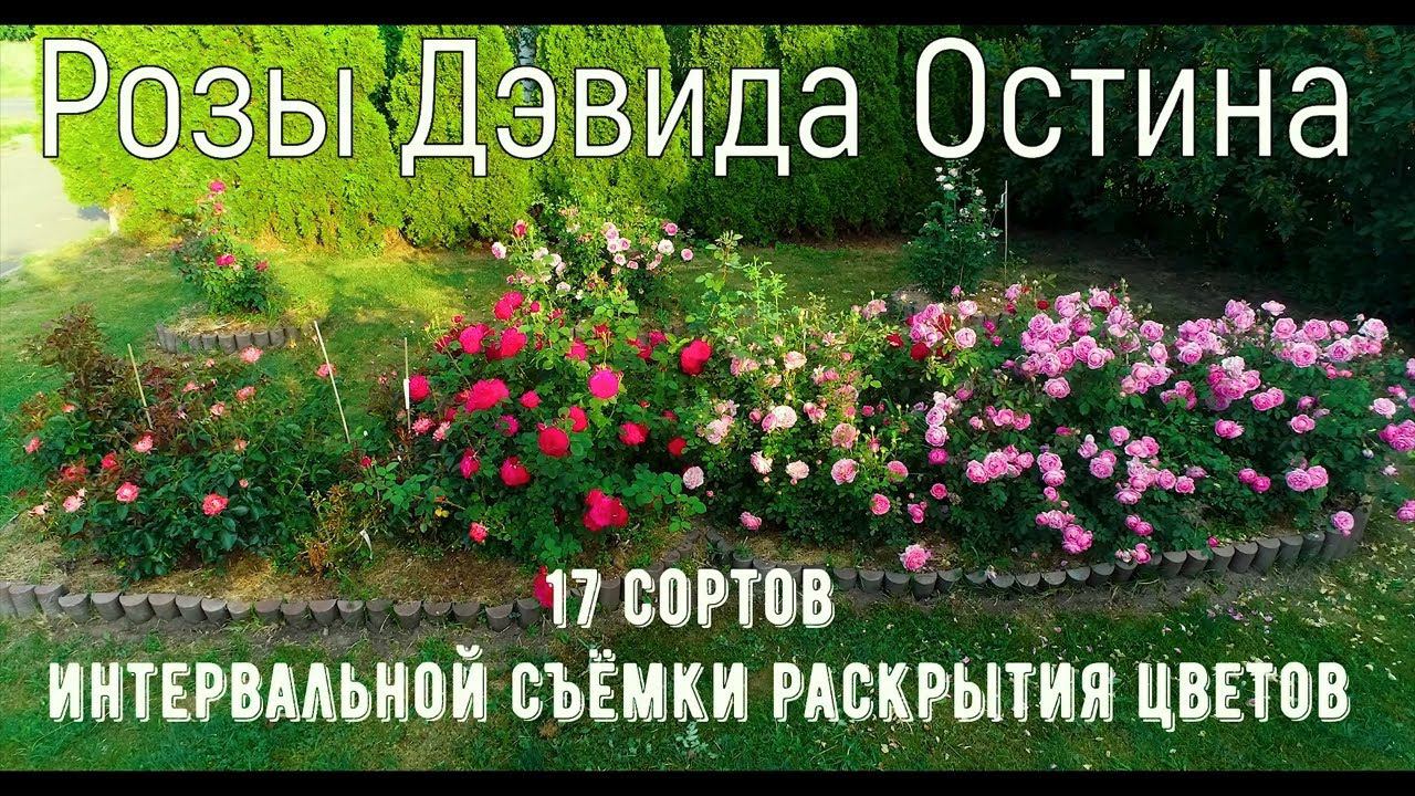 Розы Дэвида Остина 17 сортов.Timelapse Rose 4К.