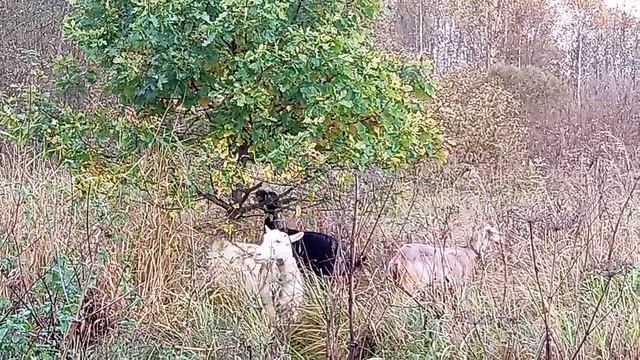 СТОИТ ЗЕЛЁНЫЙ ... смотреть онлайн