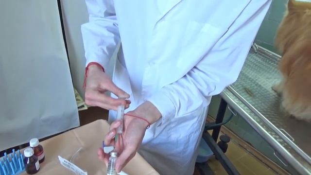 Я буду ветеринарным фельдшером смотреть онлайн