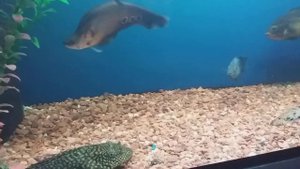 Полиптерусы