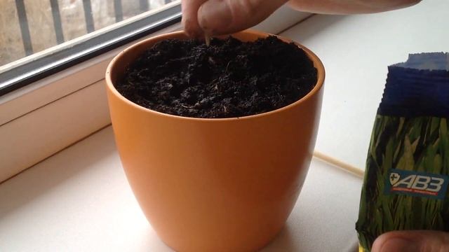 Как быстро вырастить траву для котов? Трава для котов))) смотреть онлайн