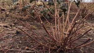 ✂️Когда и как обрезать спирею?  Пример обрезки японской спиреи Goldflame✂️