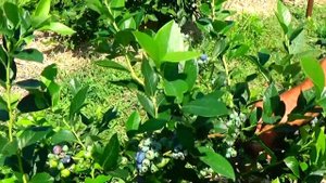 Очень хорошие сорта голубики, которые мы выращиваем на Донбассе!