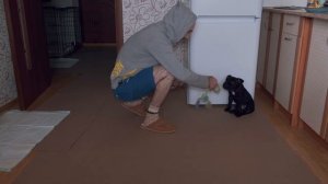 Воспитание щенка. Часть I