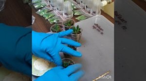 Неукорененный черенок петунии#мой опыт