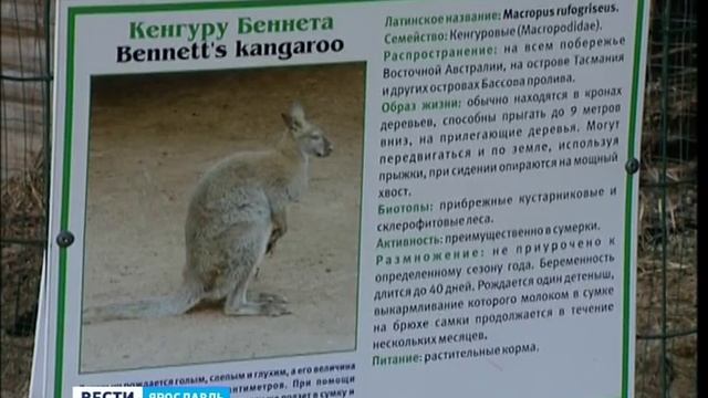 В Ярославском зоопарке появился детеныш кенгуру смотреть онлайн