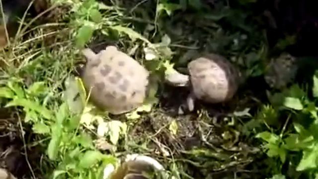 трах тиби дох!!!! смотреть онлайн