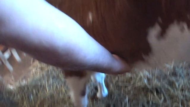 Бутылочка и соска для кормления телят комбикормом . Маня и Джессика на прогулке . смотреть онлайн