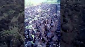 Японский минитрактор и самодельный дисковый плуг Вспашка целины