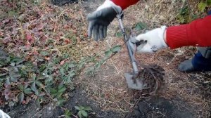 Размножение ежевики для начинающих.