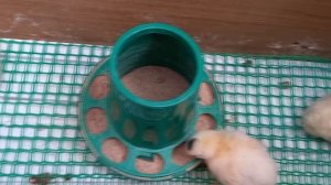 Пол в брудере из пластиковой сетки