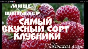 Клубника Мице шиндлер!