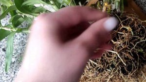 Размножаем орхидею Дендробиум делением куста ?