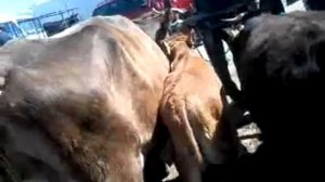 САМЫЙ БОЛЬШОЙ СКОТНЫЙ РЫНОК ЮЖНОГО КАЗАХСТАНА