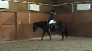 Онлайн тренировка. Строевая рысь, полевая посадка, работа шенкелем