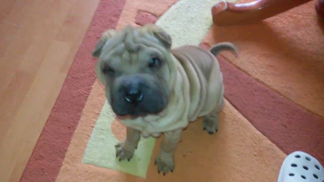 Шарпей на 2.5 месеца смотреть онлайн