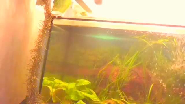 Запуск рыбок в аквариум смотреть онлайн