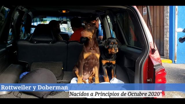 Doberman | Rottweiler | Cachorros CUMPLIENDO los 4 Meses 🇪🇨 смотреть онлайн