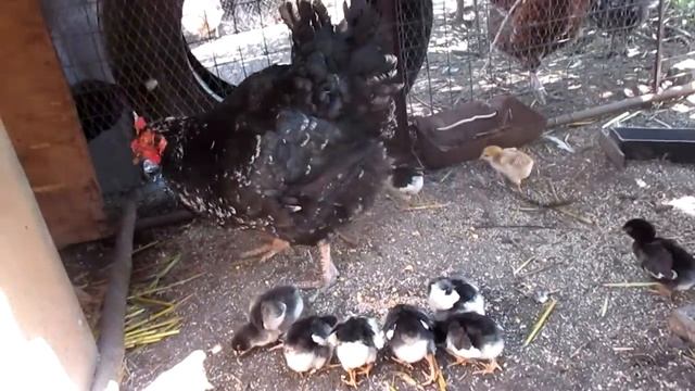 Квочка породы Ливенская ситцевая смотреть онлайн