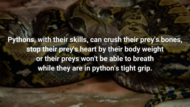 5 Animals That Could Defeat A King Cobra смотреть онлайн