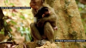 POOR BABY NEWBORN LOOKED SO WEAK BECAUSE OF NO MOM CARE AND NO MILK