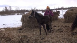 Почему жеребёнок кусается? Рассмотрим, что вы упустили.