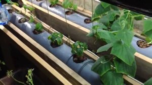 Огурцы,перцы и баклажаны на гидропонике 2