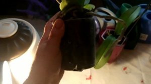 Орхидея Фаленопсис мультифлора Белое яблоко.  White Apple.