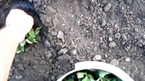 Еще один метод посадки клубники, по два кустика в лунку