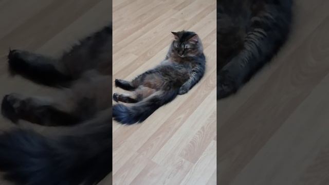 Кошка, которая даже сидит "по фене". смотреть онлайн