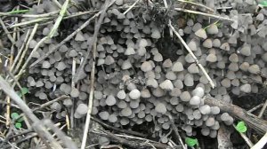 Fungus Wonderland - Fairy Ink Caps Coprinus disseminatus and also a white fungus to be I.D.'d