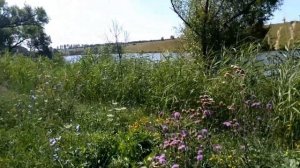 На рыбалке ловим карпа на кукурузу / Слабый клев