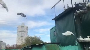Белые Спортивные голуби ждут кормления 02.09.20