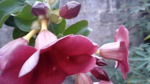 Unveiling the Beauty of the Purple Allamanda Blanchetii Vine Flower Plant