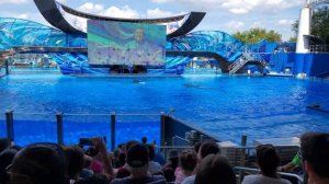 SeaWorld Kasatka 4K.Шоу касаток 4K.ч2