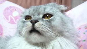 МЕЧТА КОТИКА КЕВИНА   ЧТО ПОПРОСИТЬ У ДЕДА МОРОЗА