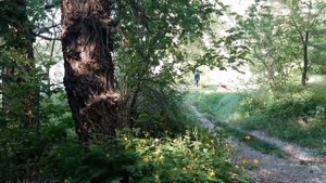 Днепряны, Новая Каховка, спуск на берег. Прогулка с собакой