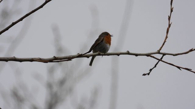 Малиновка поёт, наблюдение птиц в Великом Новгороде, 7 апреля 2024