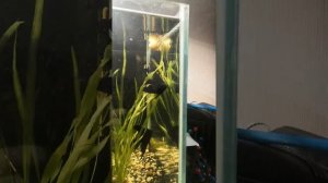 Скалярия чёрная, переела.