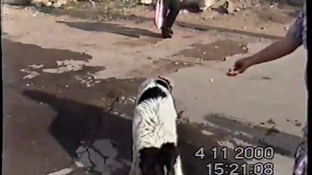 каракачанско куче смотреть онлайн