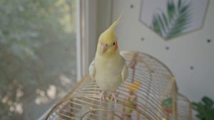 Корелла кричит. Cockatiel screams