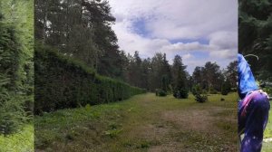 20-летняя живая изгородь из ЁлкИ предновогодней.