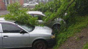 Дерево упало на три машины.